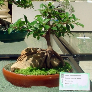 Ficus retusa