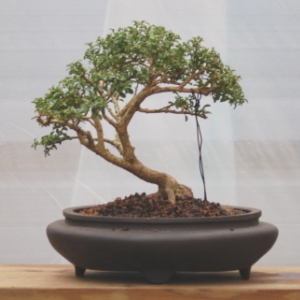 Kingsville_Boxwood1