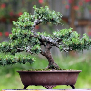 Mugo Pine