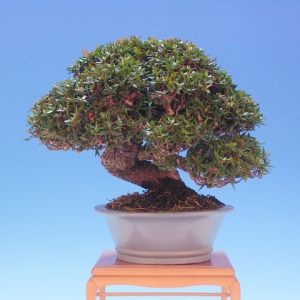 Bonsai 31: crepe myrtle(?)