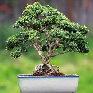 Kingsville Boxwood