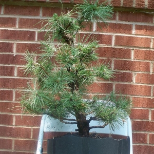 Austrian black pine