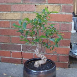 Ficus Retusa