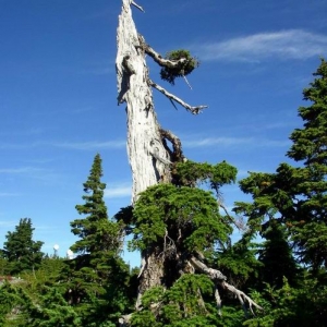 Mountain Hemlock