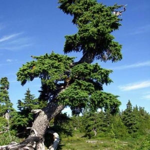 Mountain Hemlock