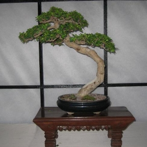 Fukien Tea