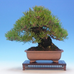 Bonsai 33: Japanese black pine