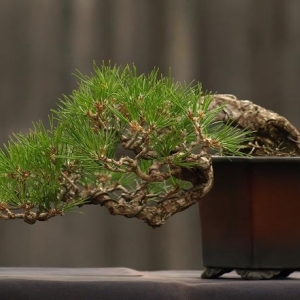 Japanese Black Pine