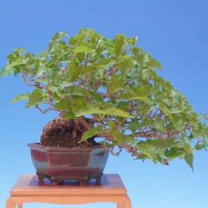 Bonsai 35: mulberry