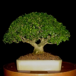 Shohin boxwood