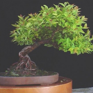 shohin spirea