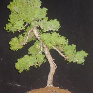 robusta juniper