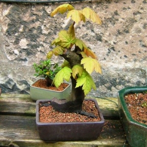 Sycamore a work in progress Shohin size