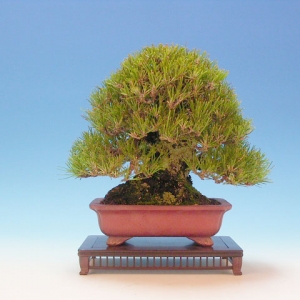 Bonsai 38: Japanese black pine