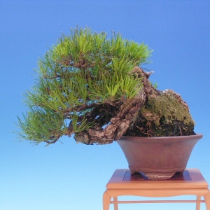 Bonsai 39: Akamatsu pine