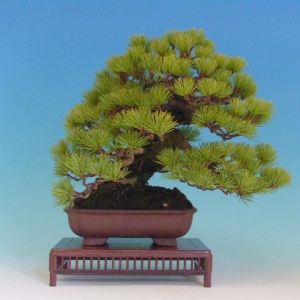 Bonsai 4: Japanese 5-needle pine