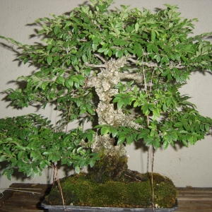 Cork Bark Elm