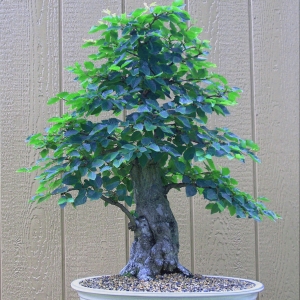 Korean_Hornbeam_2009