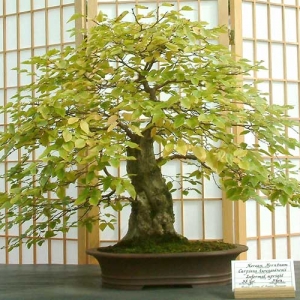 Fall_Korean_Hornbeam_