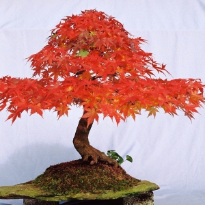 Acer Palmatum.