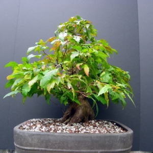 Amur Maple