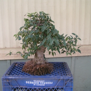 bonsai_91109_012