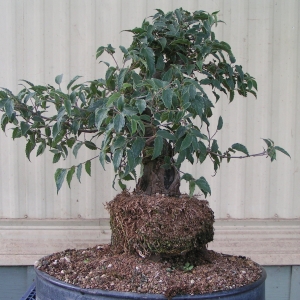 bonsai_91109_002