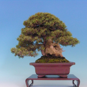 Bonsai 5: Akanashi pine