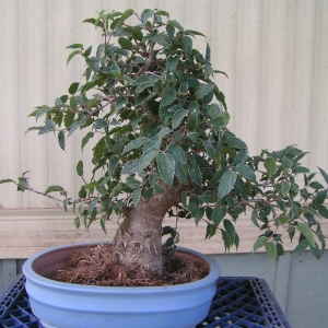 bonsai_91109_014