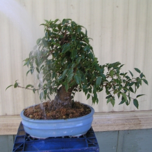 bonsai_91109_025