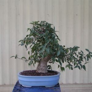 bonsai_91109_016