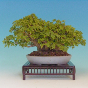 Bonsai 10: trident maple