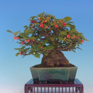 Bonsai 7: "false plum"