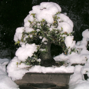 Coast Live Oak in snow