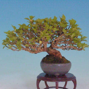 Bonsai 9: maple