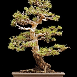 Scots Pine