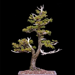 Dwarf Threadbranch False Cypress