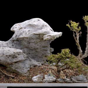 Hokkaido Chinese Elm & Limestone Penjing