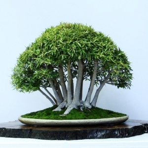 Ficus Nerifolia