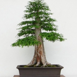 Media 'Bald Cypress' in category 'Bonsai Nut Member Galleries'