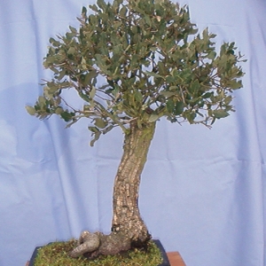 Quercus Suber