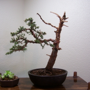 san_jose_juniper_009