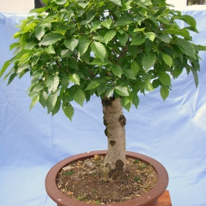 Zelkova Serrata.