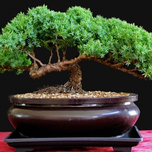 Zenshi's Juniper - 5/6/10