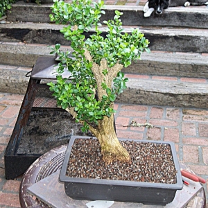 Collected Boxwood..Urban Yamadori