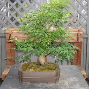 Maple just before Defoliation