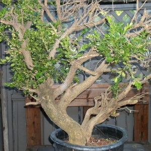 Big Urban Yamadori Boxwood