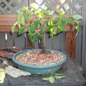 Chinese Quince