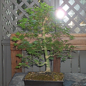 Acer Palmatum