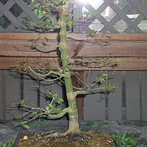 Acer Palmatum